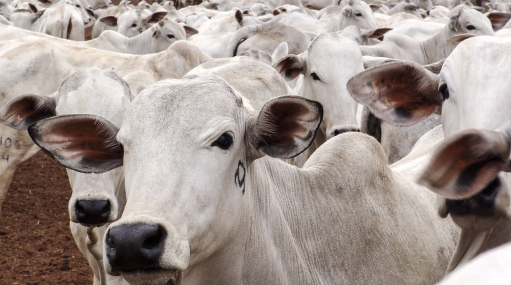 Rebaño de ganado bovino en Mato Grosso