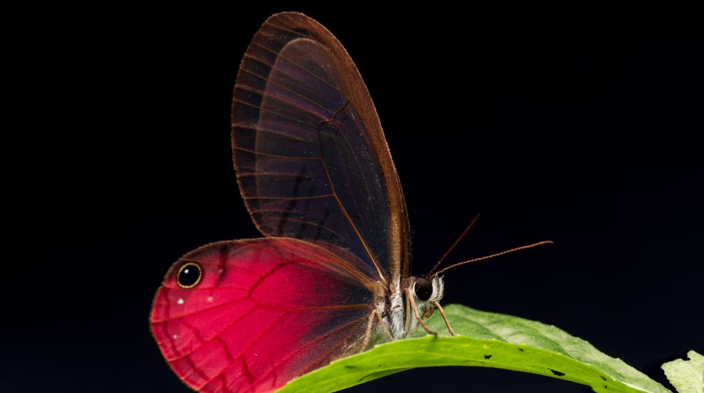 Mariposa Cithaerias pireta, que habita en el bosque protector Los Cedros, posada sobre una hoja, con fondo negro