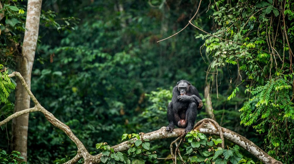 Bonobo encaramado en la rama de un árbol en la República Democrática del Congo