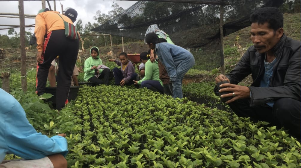 Varias personas cuidando las plantas de café en un vivero