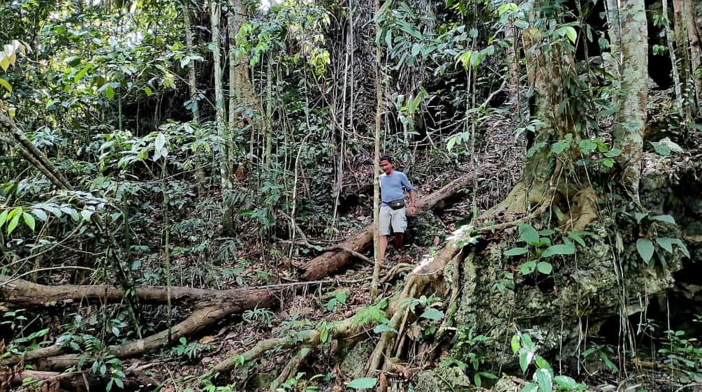 Un hombre camina por la selva