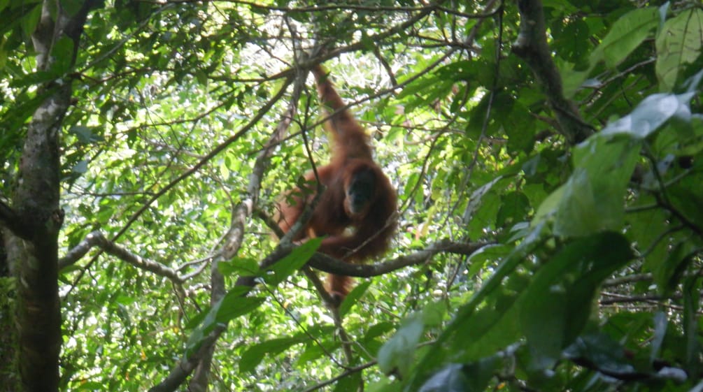 Un orangután en un árbol