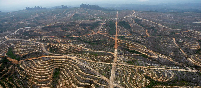 Los daños de las plantaciones de palma aceitera en Indonesia