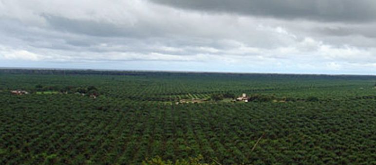 Plantaciones de palma aceitera en Honduras Monocultivo de palma en Honduras
