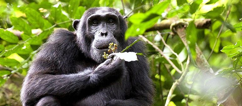 Peligro de extinción: necesitan muchas más medidas de protección Chimpancé en Uganda
