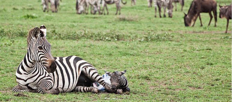Serengeti