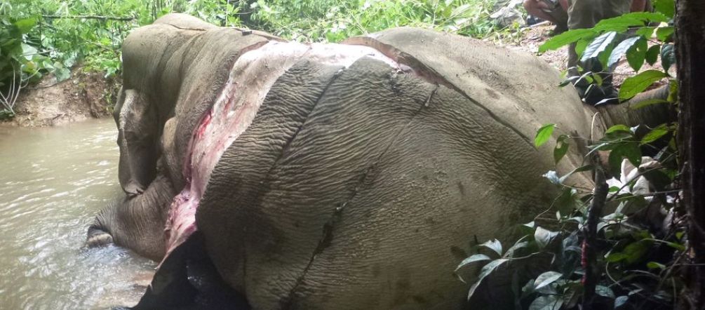 Arrancan la piel a los elefantes ¡Detengan la matanza! Elefante cazado ilegalmente y al que han arrancado la piel