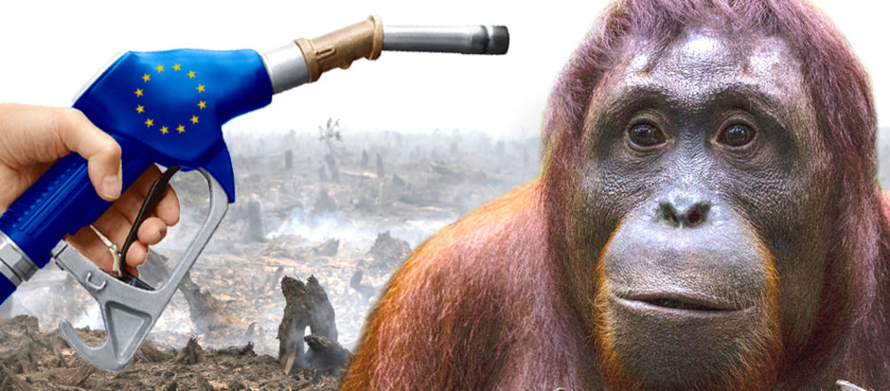 Biocombustibles de la UE perjudican la naturaleza y la biodiversidad Política de biocombustibles de la UE destruye las selvas tropicales y la biodiversidad