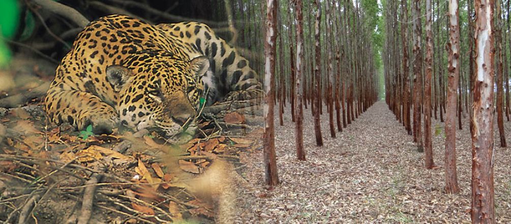 No dejan lugar a poblaciones ni animales: plantaciones de madera son desiertos verdes (Foto: A. Hofer / I. Gonçalves de Souza) Monocultivo de eucalipto en Brasil