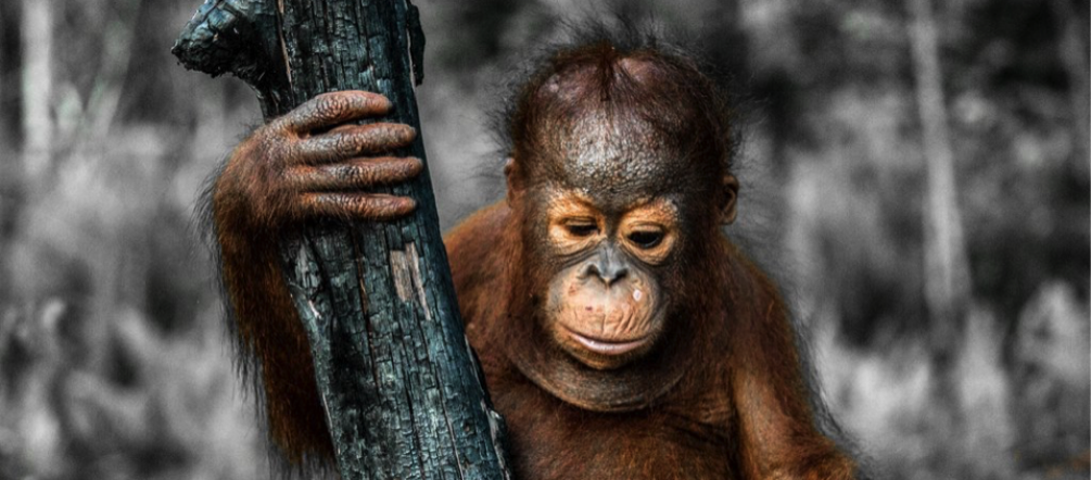 Monocultivos destruyen las selvas hábitat de orangutanes y causan robos de tierras Baby orangutan con árbol quemado