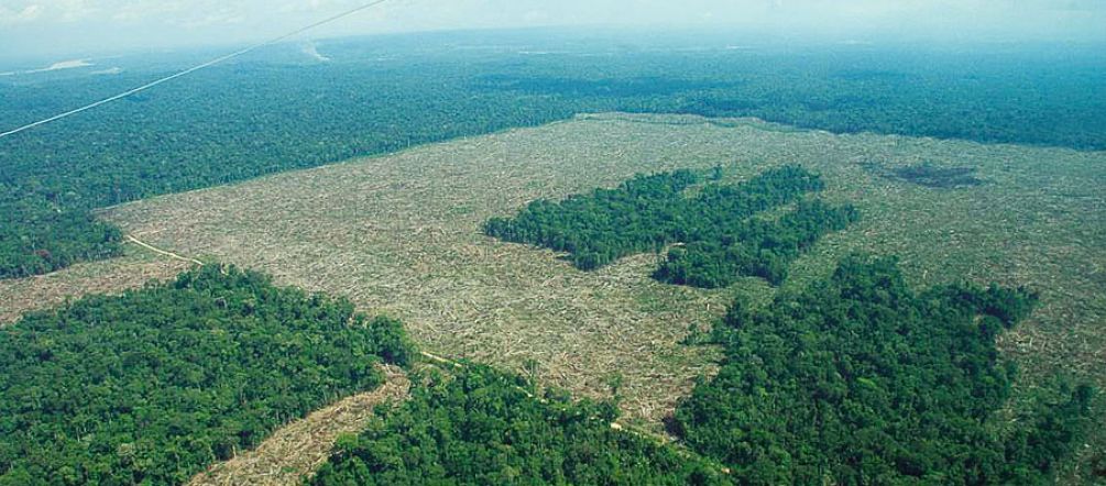 Deforestación ¿en toda regla? Selva destruida para monocultivos industriales
