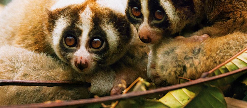 Nacidos para ser libres – loris (Foto: Julie O'Neill)