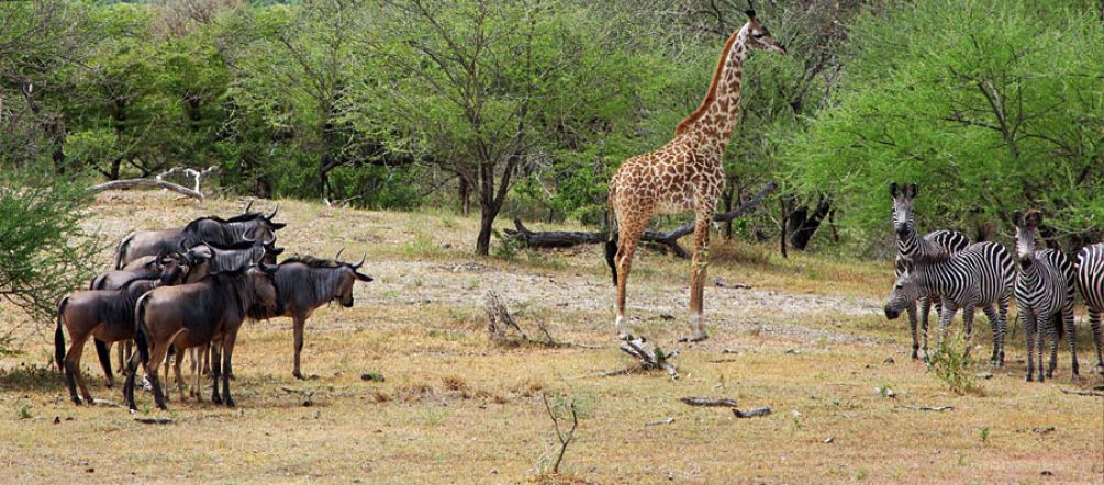 Animales en la Reserva Selous Jirafas, cebras, ñus en la Reserva Selous