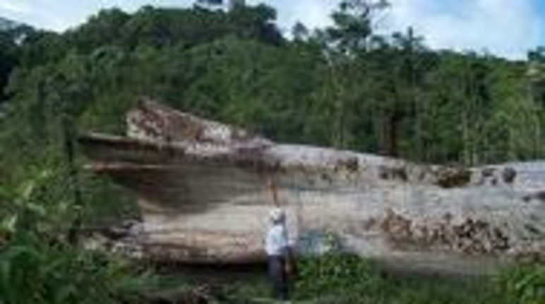 Costa Rica: El Oro o la Vida - Salva la Selva