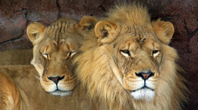 Prohíban la caza de trofeos – ¡Salven a los leones! - Salva la Selva