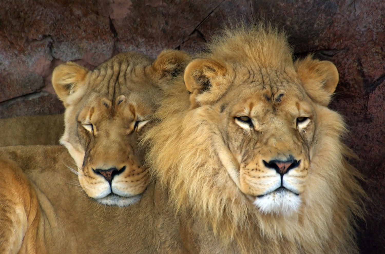 Prohíban la caza de trofeos – ¡Salven a los leones! - Salva la Selva