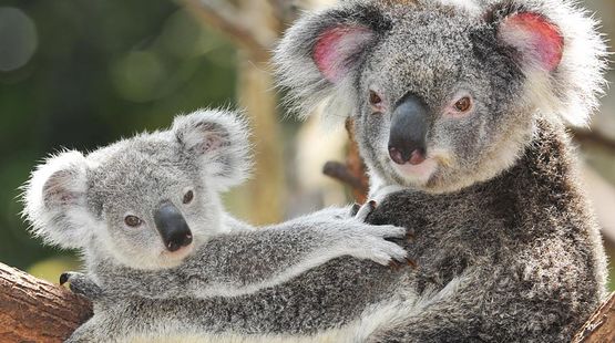 CACHORROS Y ANIMALES - Página 22 Australische-koalas-aktion